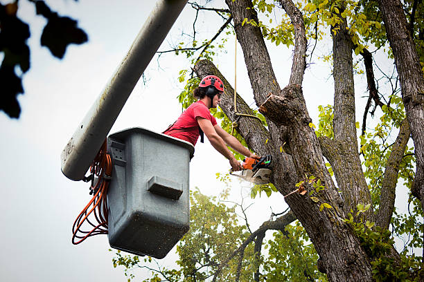 How Our Tree Care Process Works  in  Lake Wildwood, CA